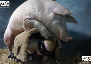 Thú lợn cực độc câu chuyện kinh dị trong trai chăn nuôi